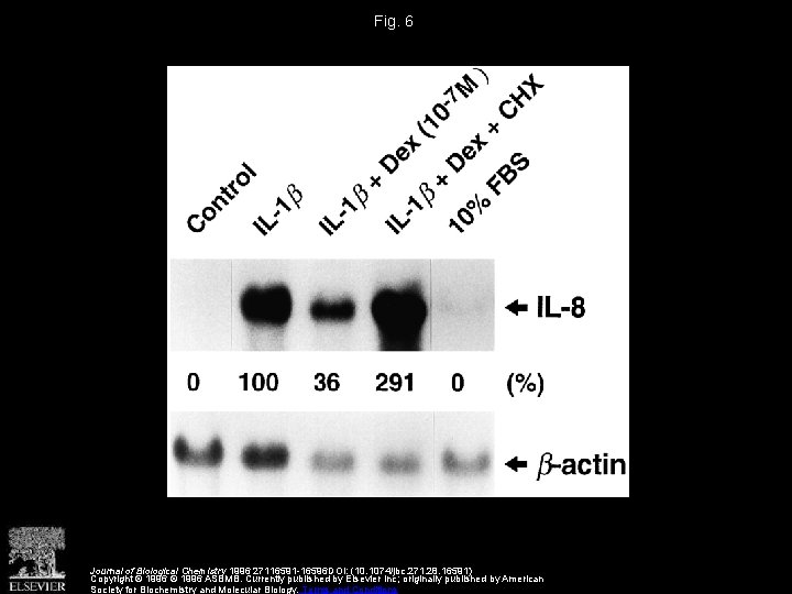 Fig. 6 Journal of Biological Chemistry 1996 27116591 -16596 DOI: (10. 1074/jbc. 271. 28.