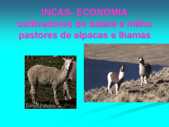 INCAS- ECONOMIA cultivadores de batata e milho pastores de alpacas e lhamas 