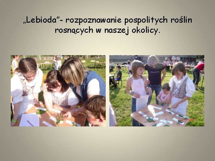 „Lebioda”- rozpoznawanie pospolitych roślin rosnących w naszej okolicy. 