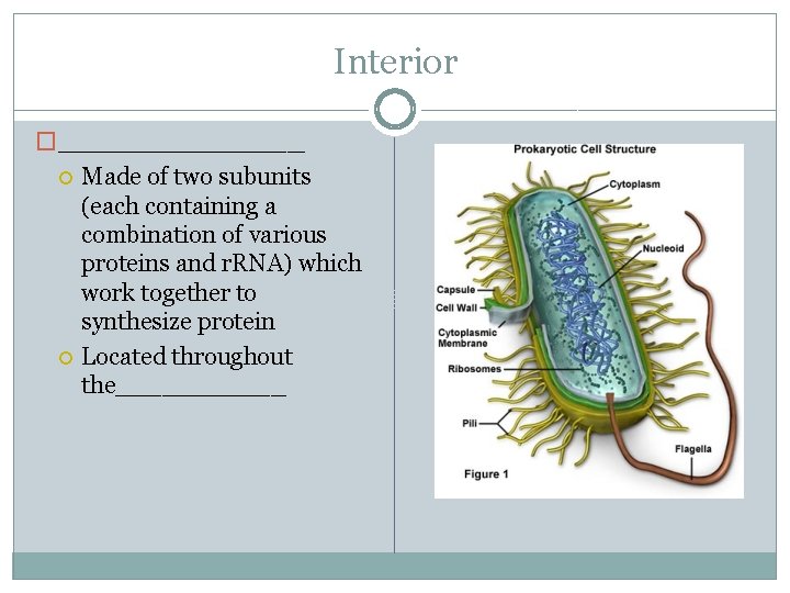 Interior �_______ Made of two subunits (each containing a combination of various proteins and