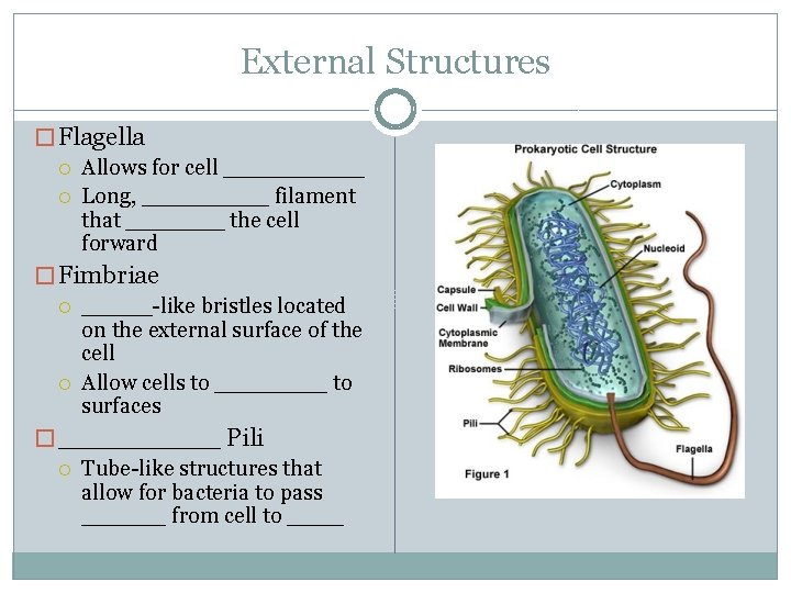 External Structures � Flagella Allows for cell _____ Long, _____ filament that _______ the