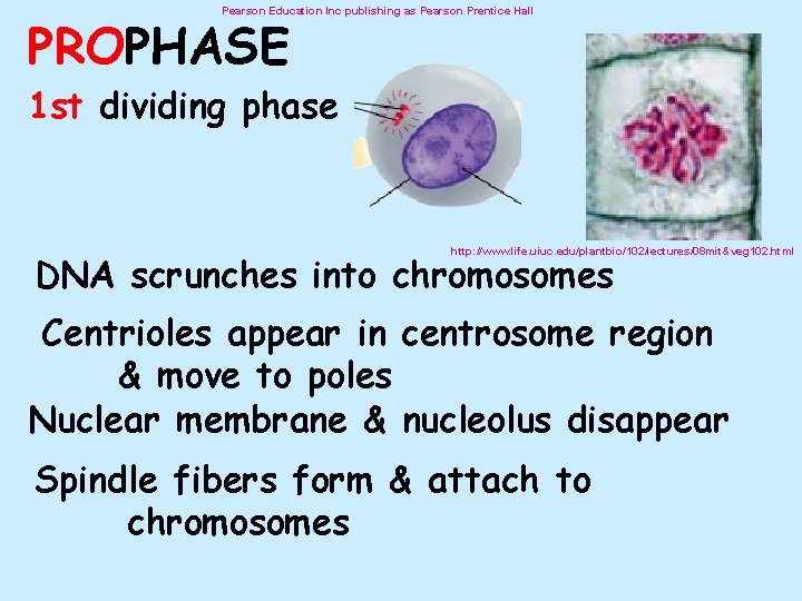 Pearson Education Inc publishing as Pearson Prentice Hall PROPHASE 1 st dividing phase http: