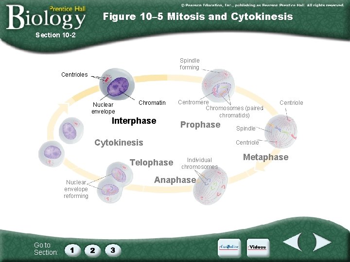 Figure 10– 5 Mitosis and Cytokinesis Section 10 -2 Spindle forming Centrioles Nuclear envelope