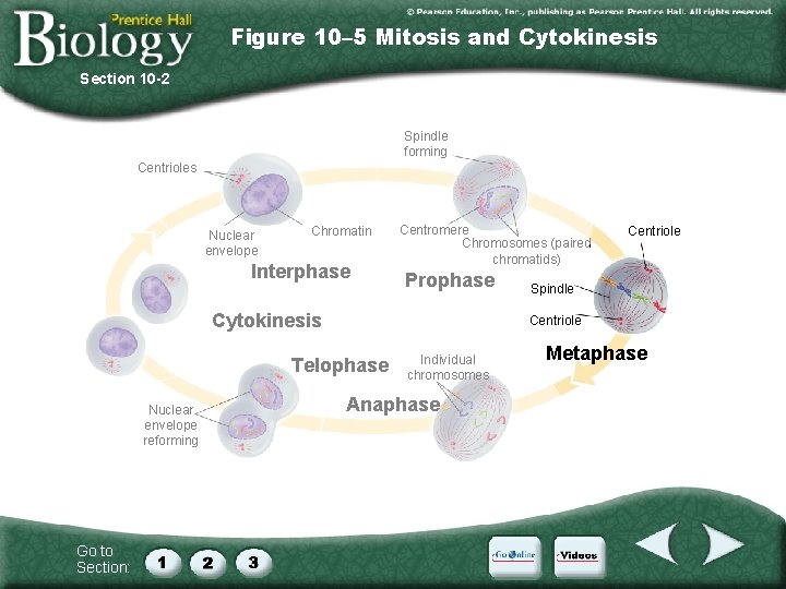 Figure 10– 5 Mitosis and Cytokinesis Section 10 -2 Spindle forming Centrioles Nuclear envelope