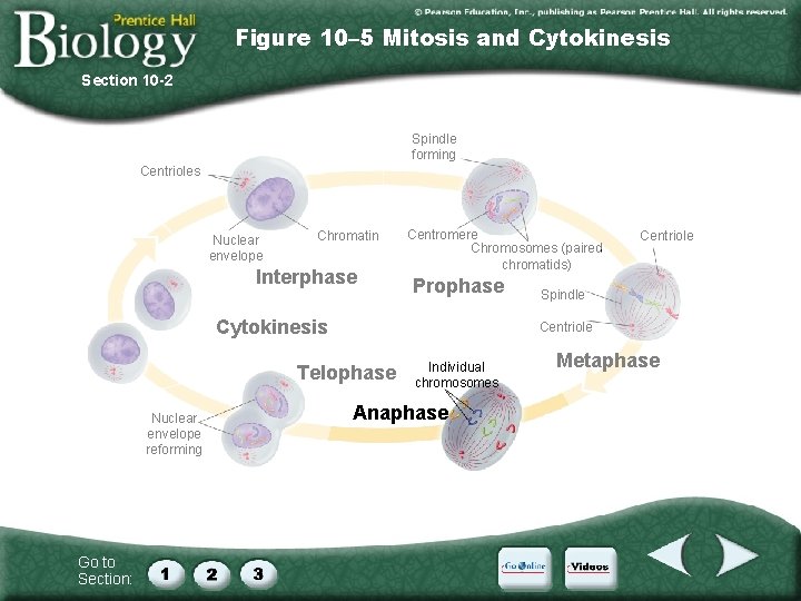 Figure 10– 5 Mitosis and Cytokinesis Section 10 -2 Spindle forming Centrioles Nuclear envelope