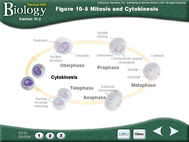 Figure 10– 5 Mitosis and Cytokinesis Section 10 -2 Spindle forming Centrioles Nuclear envelope