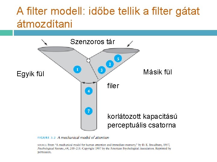 A filter modell: időbe tellik a filter gátat átmozdítani Szenzoros tár Másik fül Egyik
