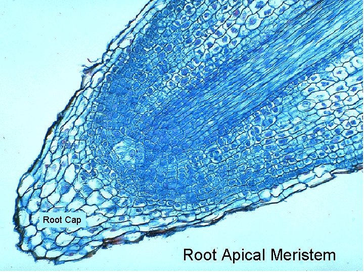 Root Cap Root Apical Meristem 