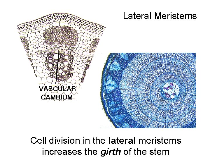 Lateral Meristems Cell division in the lateral meristems increases the girth of the stem