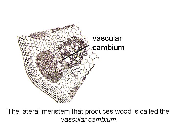 vascular cambium The lateral meristem that produces wood is called the vascular cambium. 
