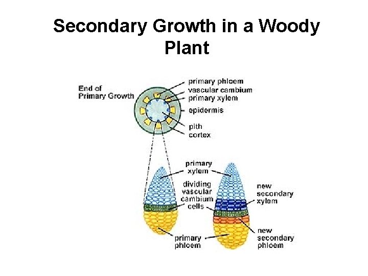 Secondary Growth in a Woody Plant 