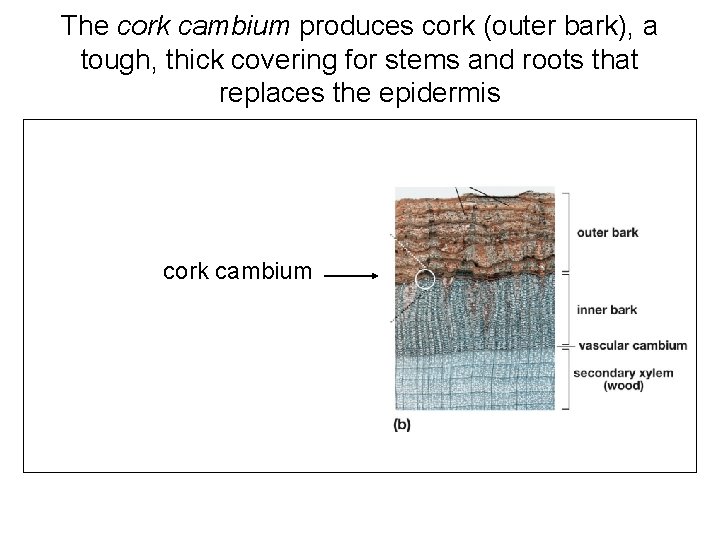 The cork cambium produces cork (outer bark), a tough, thick covering for stems and