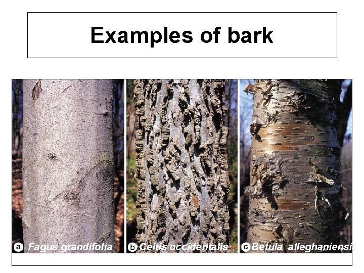 Examples of bark Fagus grandifolia Celtis occidentalis Betula alleghaniensis 