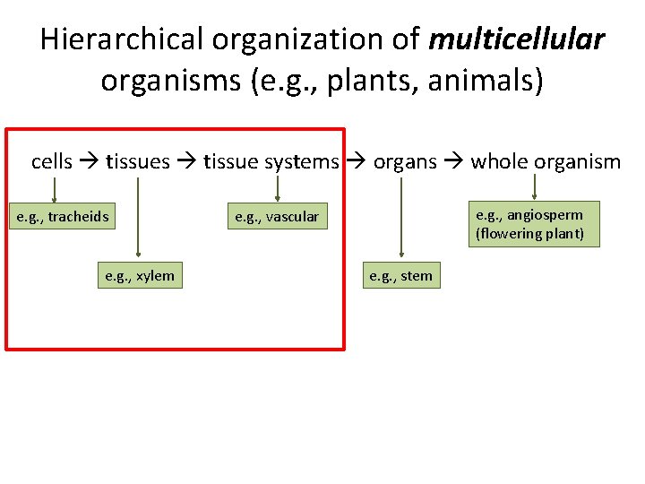 Hierarchical organization of multicellular organisms (e. g. , plants, animals) cells tissue systems organs
