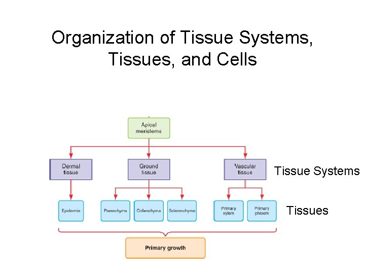 Organization of Tissue Systems, Tissues, and Cells TTisss Tissue Systems Tissues 