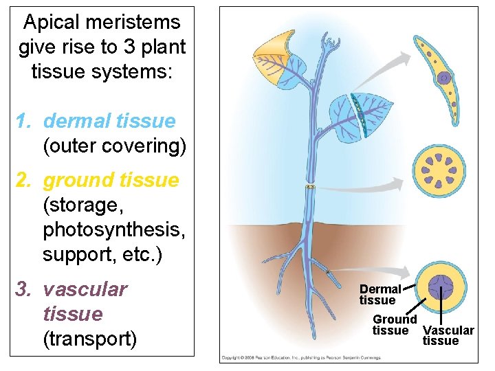 Apical meristems give rise to 3 plant tissue systems: 1. dermal tissue (outer covering)