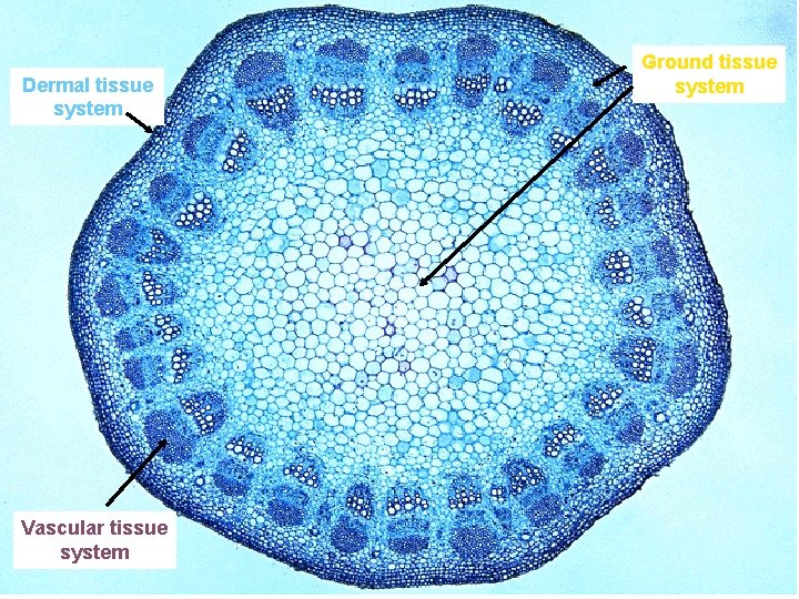 Dermal tissue system Vascular tissue system Ground tissue system 