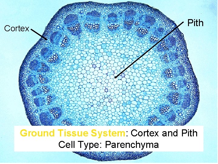 Cortex Pith Ground Tissue System: Cortex and Pith Cell Type: Parenchyma 