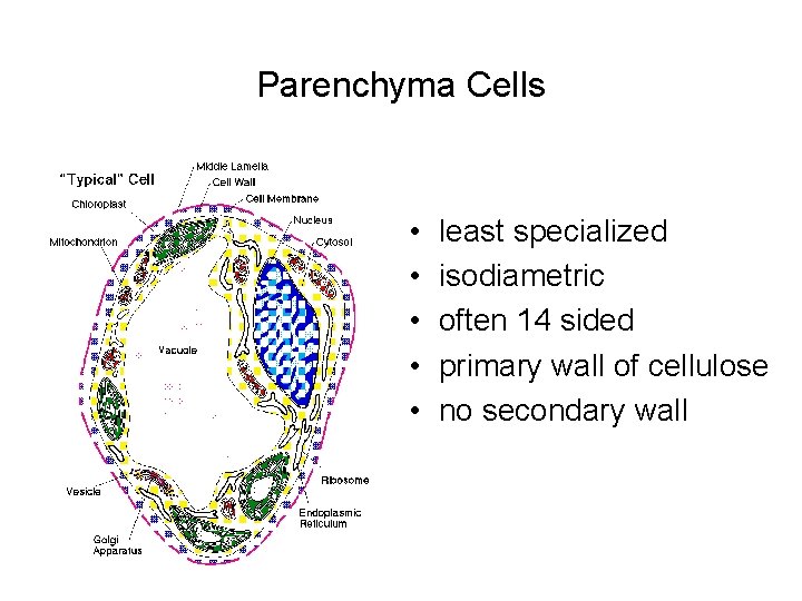 Parenchyma Cells • • • least specialized isodiametric often 14 sided primary wall of