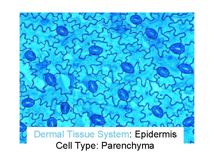 Dermal Tissue System: Epidermis Cell Type: Parenchyma 