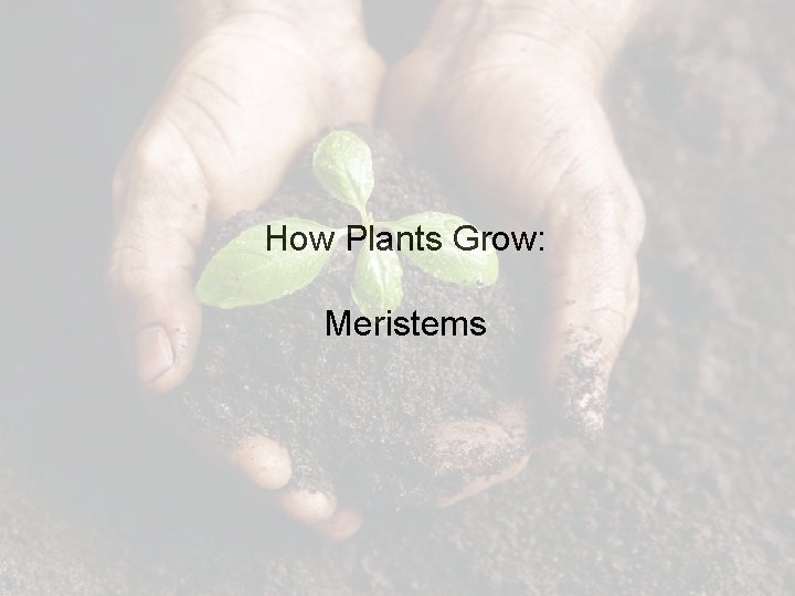 How plants grow: How Plants Grow: Meristems 