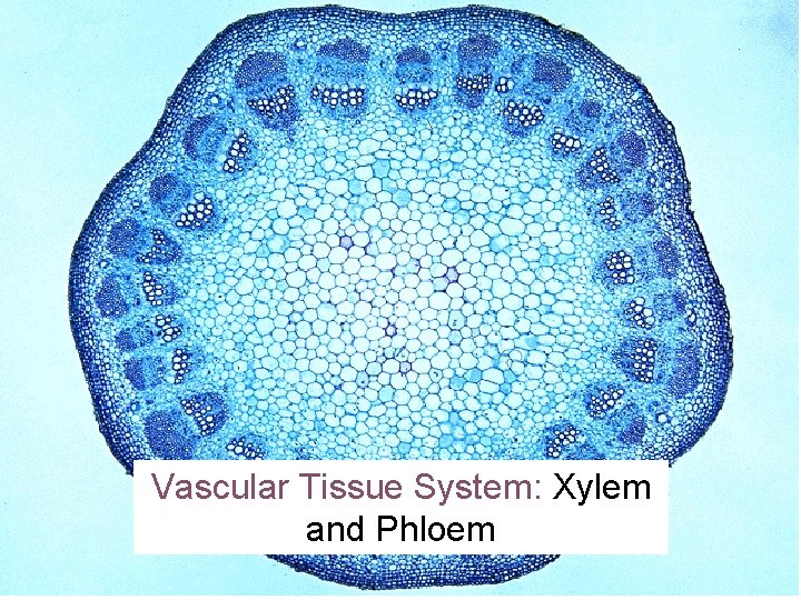 Vascular Tissue System: Xylem and Phloem 