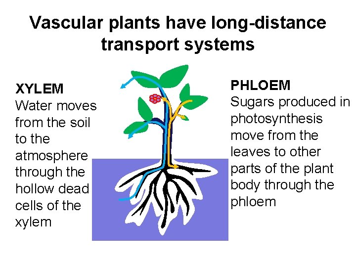 Vascular plants have long-distance transport systems XYLEM Water moves from the soil to the