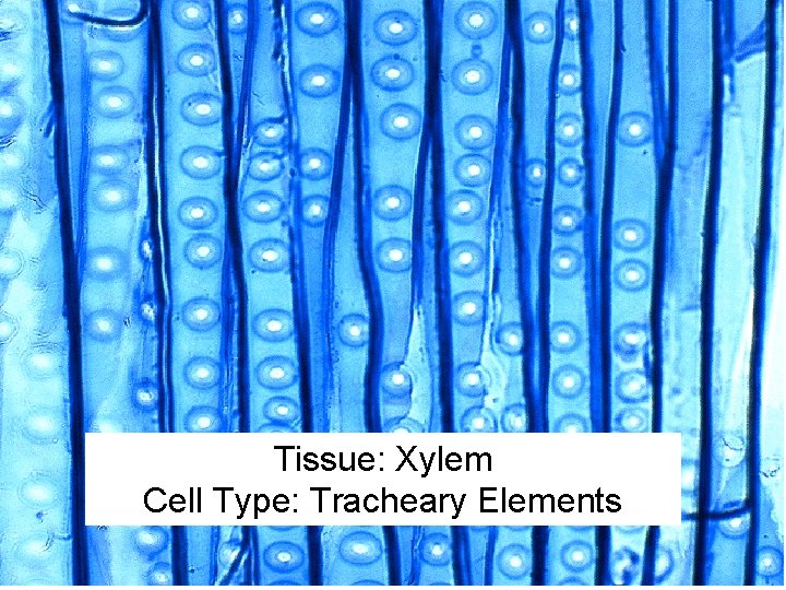 Tissue: Xylem Cell Type: Tracheary Elements 