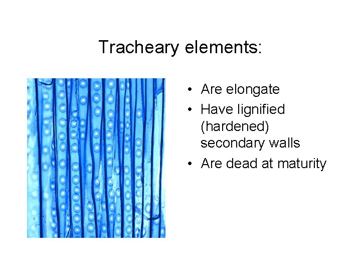 Tracheary elements: • Are elongate • Have lignified (hardened) secondary walls • Are dead