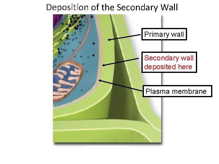 Deposition of the Secondary Wall Primary wall Secondary wall deposited here Plasma membrane 