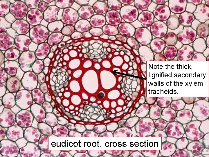 Note thick, lignified secondary walls of the xylem tracheids. eudicot root, cross section 