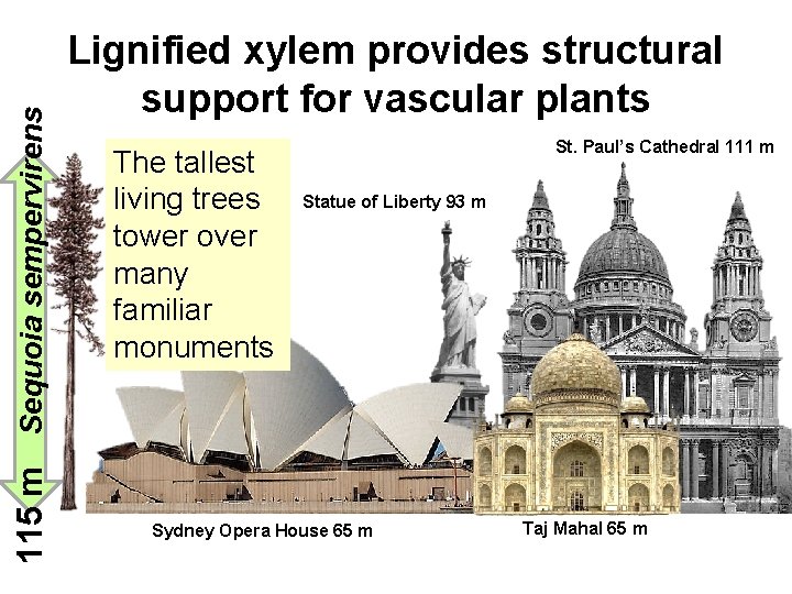 115 m Sequoia sempervirens Lignified xylem provides structural support for vascular plants The tallest