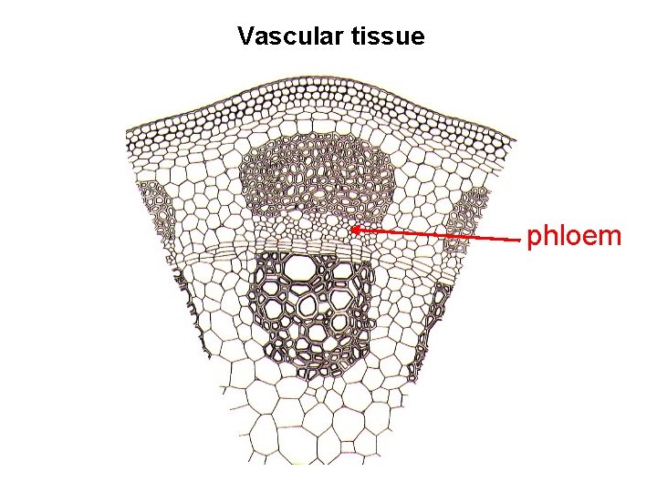 Vascular tissue phloem 