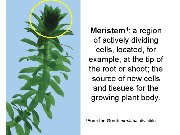Meristem 1: a region of actively dividing cells, located, for example, at the tip