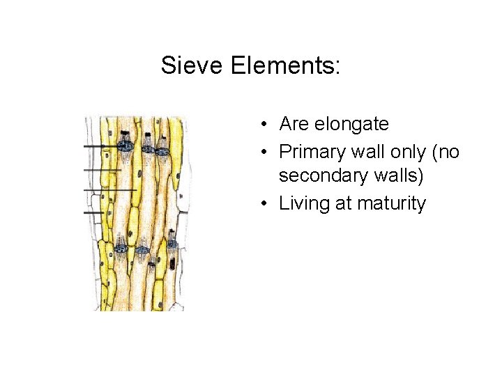 Sieve Elements: • Are elongate • Primary wall only (no secondary walls) • Living