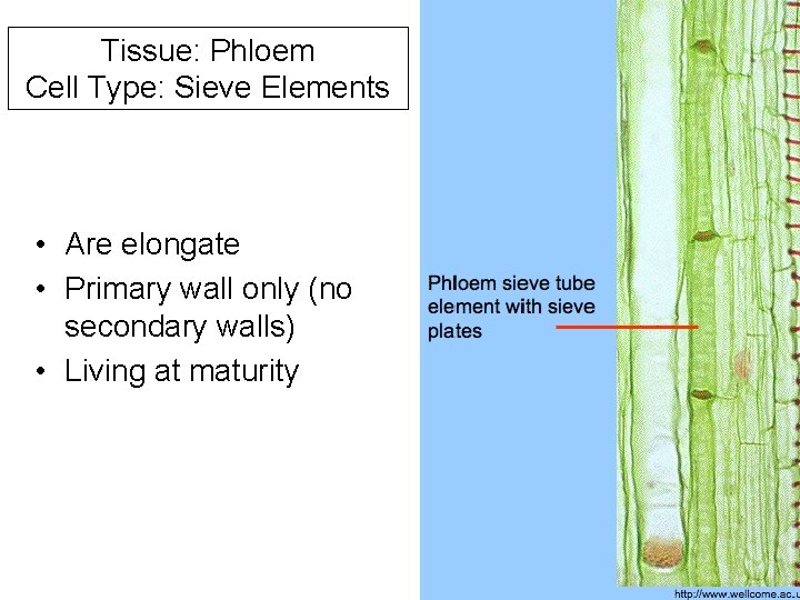Tissue: Phloem Cell Type: Sieve Elements • Are elongate • Primary wall only (no