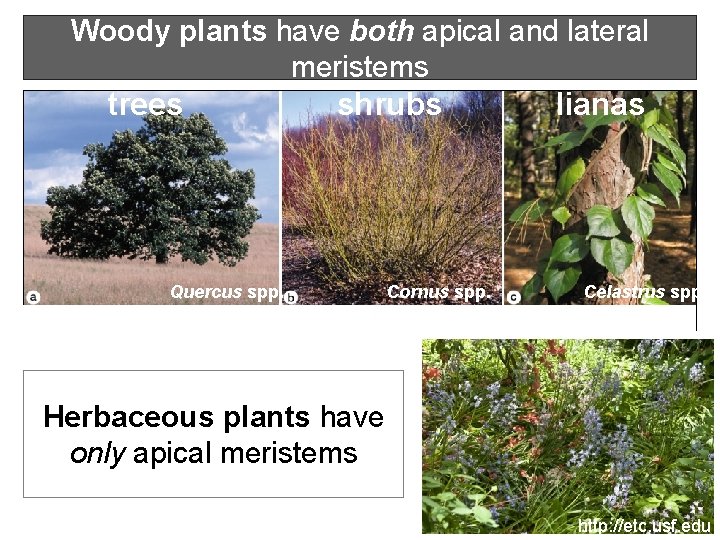 Woody plants have both apical and lateral meristems trees shrubs Quercus spp. Cornus spp.