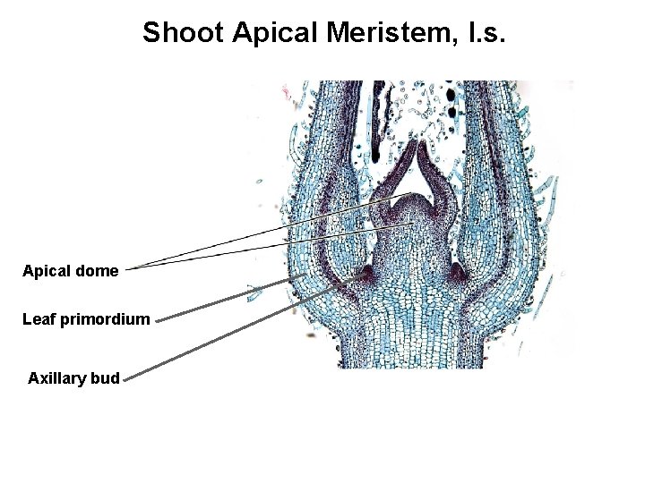 Shoot Apical Meristem, l. s. Apical dome Leaf primordium Axillary bud 