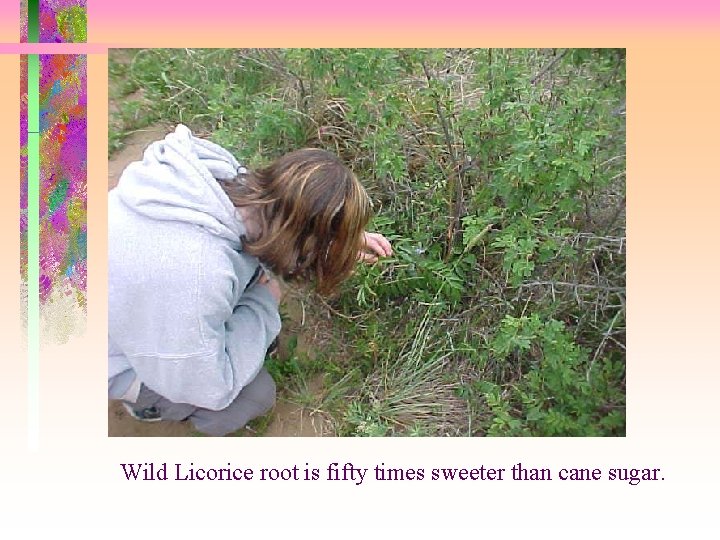 Wild Licorice root is fifty times sweeter than cane sugar. 