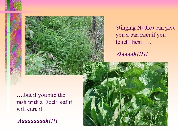 Stinging Nettles can give you a bad rash if you touch them…. . Oooooh!!!!!