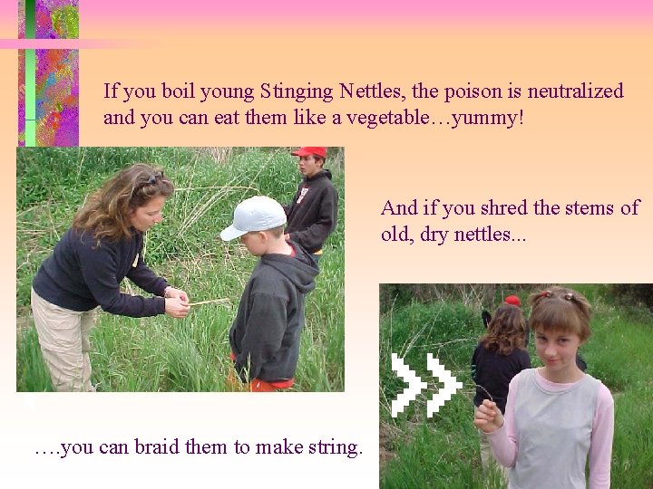 If you boil young Stinging Nettles, the poison is neutralized and you can eat