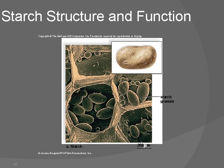 Starch Structure and Function Copyright © The Mc. Graw-Hill Companies, Inc. Permission required for