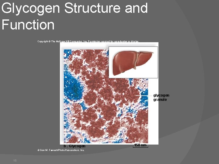 Glycogen Structure and Function Copyright © The Mc. Graw-Hill Companies, Inc. Permission required for