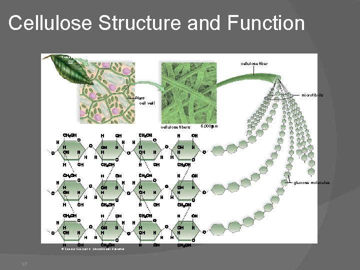 Cellulose Structure and Function Copyright © The Mc. Graw-Hill Companies, Inc. Permission required for