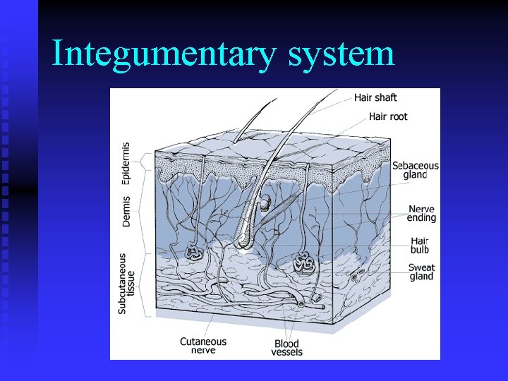Integumentary system 