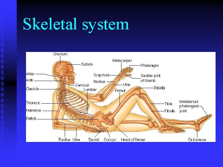 Skeletal system 