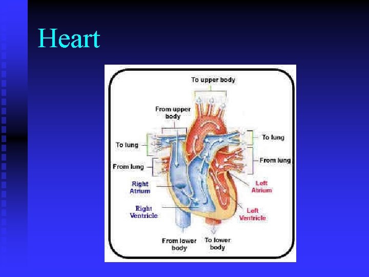 Heart 