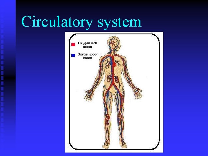 Circulatory system 