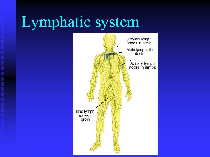 Lymphatic system 