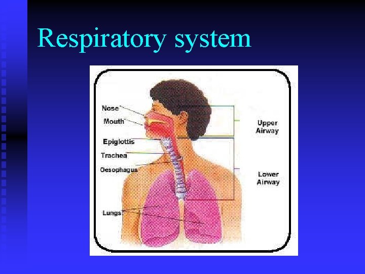Respiratory system 